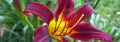 Liliowiec 'Black Prince'
