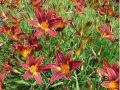 Liliowiec 'Black Prince'