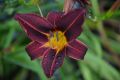 Liliowiec 'Black Prince'