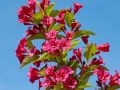 Krzewuszka BRISTOL RUBY