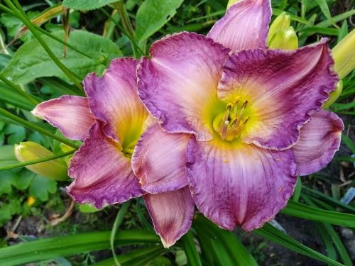 Lilienträgers MAROCCO RED