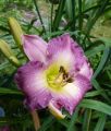 Liliowiec MAROCCO RED