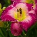 Liliowiec MAROCCO RED