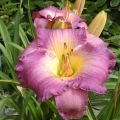 Liliowiec MAROCCO RED