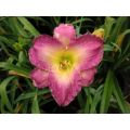 Liliowiec MAROCCO RED