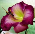 Liliowiec MAROCCO RED