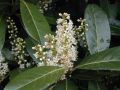 Laurowiśnia Wschodnia Caucasica