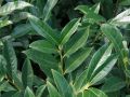 Laurowiśnia Wschodnia Caucasica