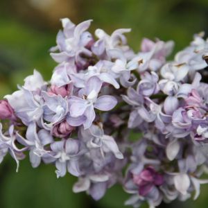 Lilas NIEBO MOSKWY Strauch