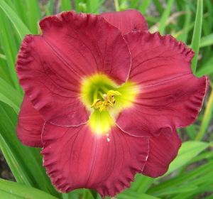 Lilienträgers SILOAM PAUL WATTS