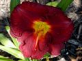 Liliowiec SILOAM PAUL WATTS