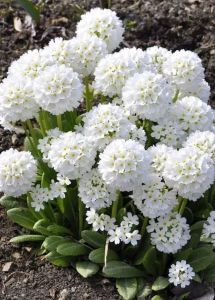 Primels PROM WHITE