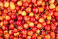 Czereśnia BUTTNERA CZERWONA