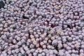 Rozchodnik łopatkowaty PURPUREUM