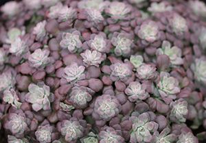 Sedums PURPUREUM