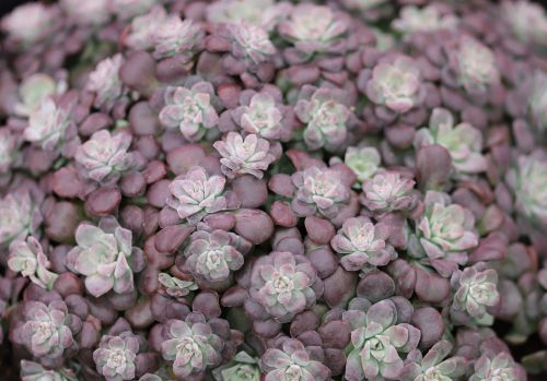 Sedums PURPUREUM