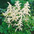 Tawułka Arendsa 'Washington'