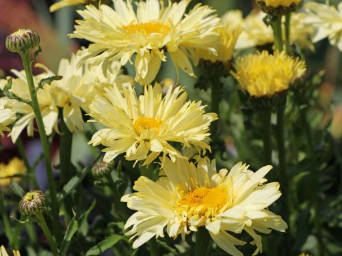 Chrysanthemenstrauchs GOLDFINCH