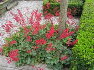 Heuchera LEUCHTKAFER