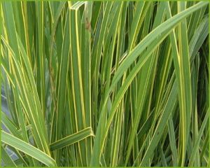 Spartina AUREOMARGINATA