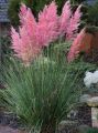 Trawa pampasowa 'Rosea'