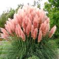 Trawa pampasowa 'Rosea'
