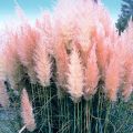 Trawa pampasowa 'Rosea'