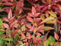 Nandina Domowa