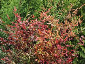 Nandina domestica