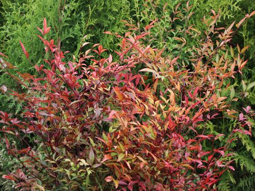 Nandina domestica