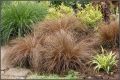 Turzyca włosowa 'Bronze Perfection'