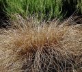 Turzyca włosowa 'Bronze Perfection'