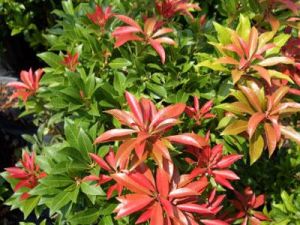 Japanischen Pieris  MAJOR