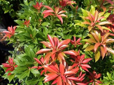 Japanischen Pieris  MAJOR