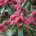 Pieris Japoński Ralto