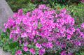 Azalia japońska 'Haruko'