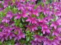 Azalia japońska 'Haruko'