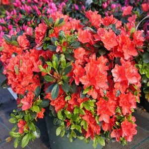 Japanische Azalee ORANGE BEAUTY