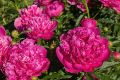 Piwonia Augustin d'Hour