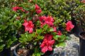 Azalia japońska 'Vuyk's Scarlet'