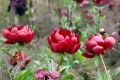 Piwonia chińska Peonia Buckeye Belle bordowa