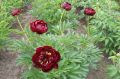 Piwonia chińska Peonia Buckeye Belle bordowa