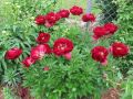 Piwonia chińska Peonia Buckeye Belle bordowa