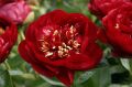 Piwonia chińska Peonia Buckeye Belle bordowa