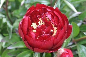Chinesische Pfingstrose PEONIA BUCKEYE BELLE