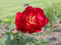 Piwonia chińska Peonia Buckeye Belle bordowa