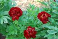 Piwonia chińska Peonia Buckeye Belle bordowa