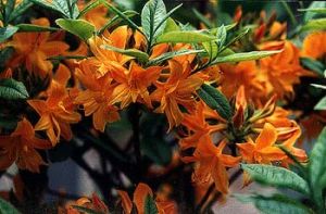 Großblütige Azalee APRICOT