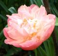 Piwonia chińska Peonia Pink Hawaiian różowa
