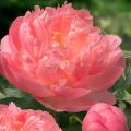 Piwonia chińska Peonia Pink Hawaiian różowa